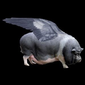 Meet your Posher, Maximus